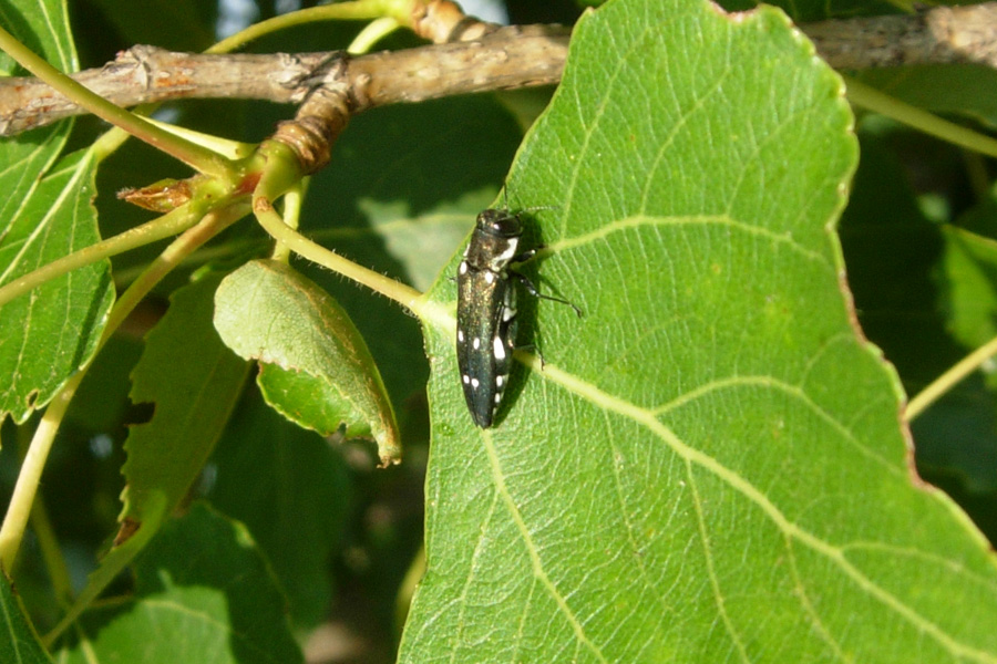 Agrilus ater (Linnaeus, 1767) (Col., Buprestidae)